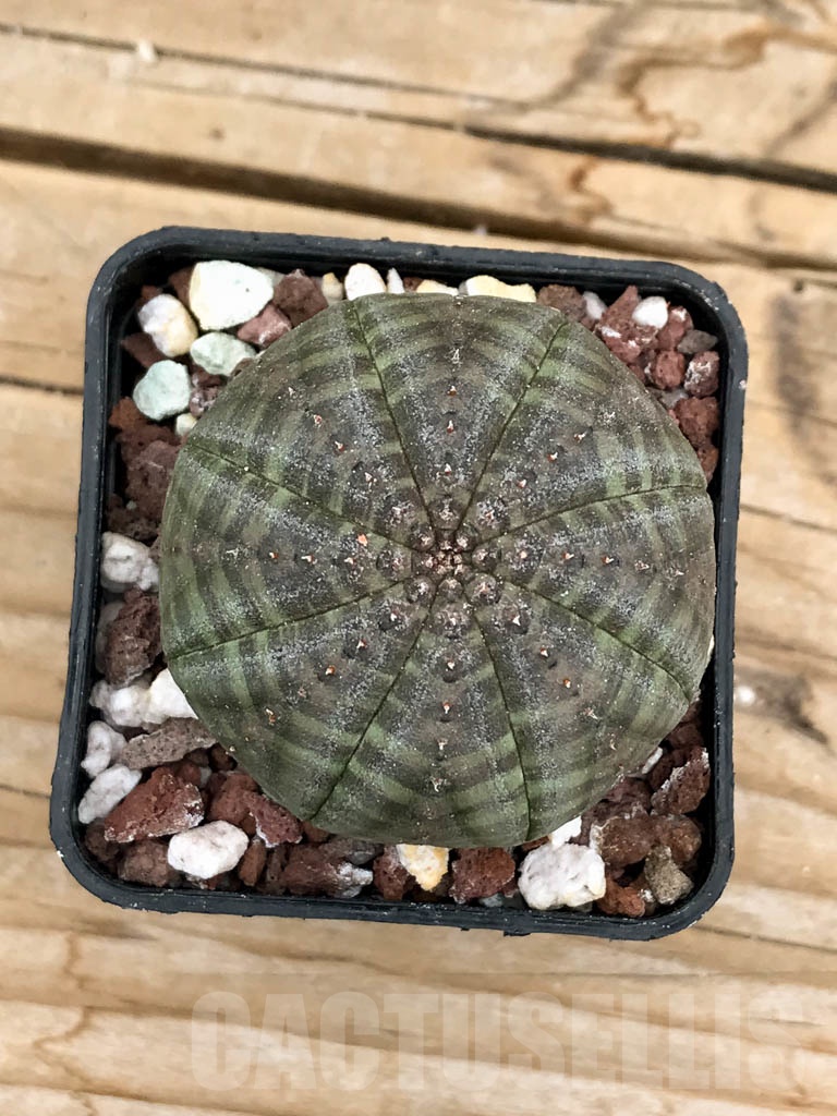 SHPR9433 Euphorbia obesa - Image 3