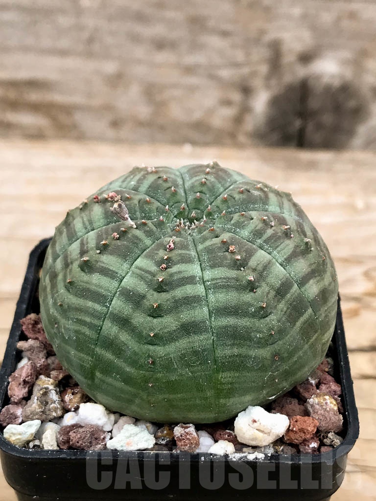 SHPR9435 Euphorbia obesa - Obrázek 2