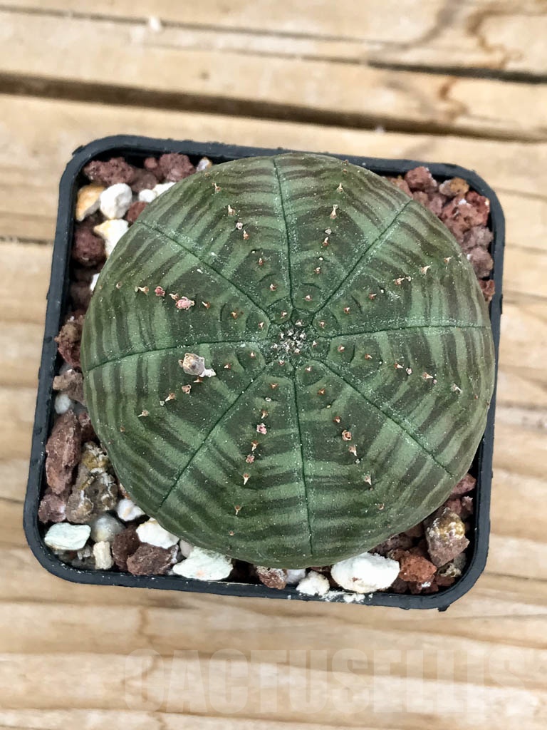 SHPR9435 Euphorbia obesa