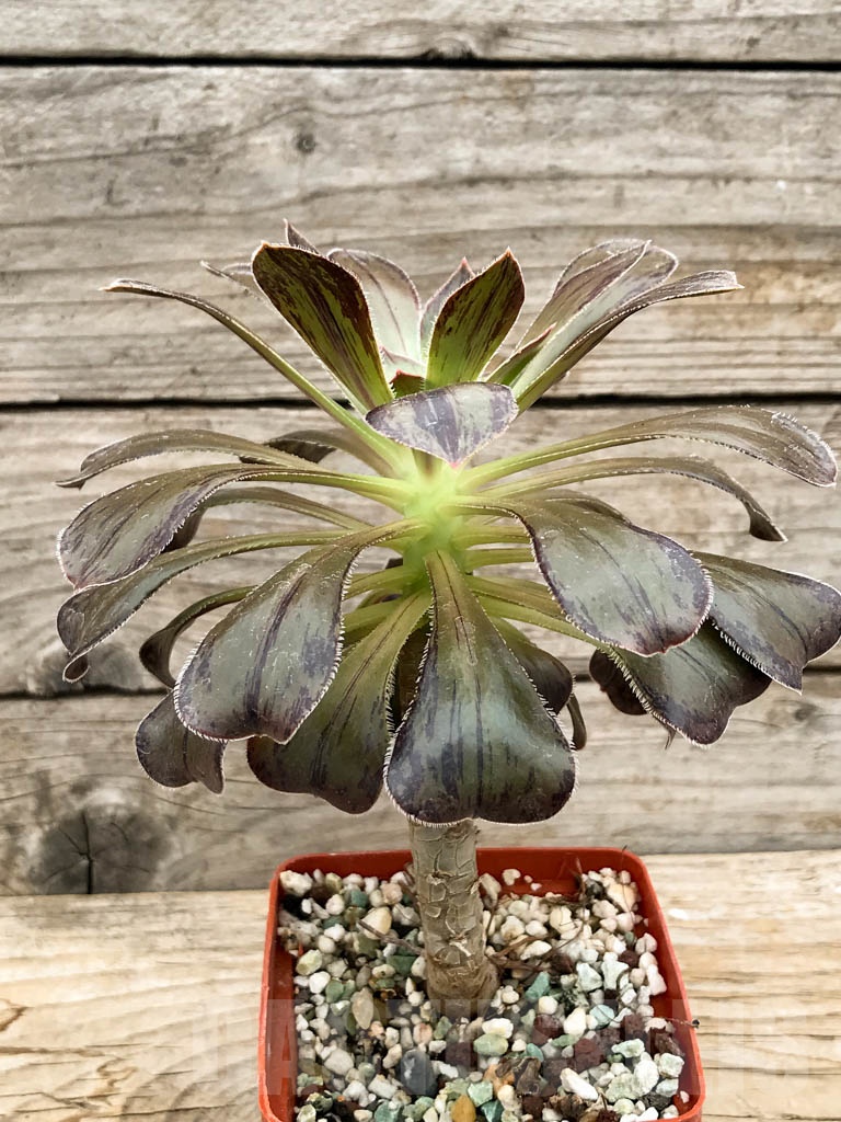 SHPR9443 Aeonium arboreum v rubrolineatum - Image 2