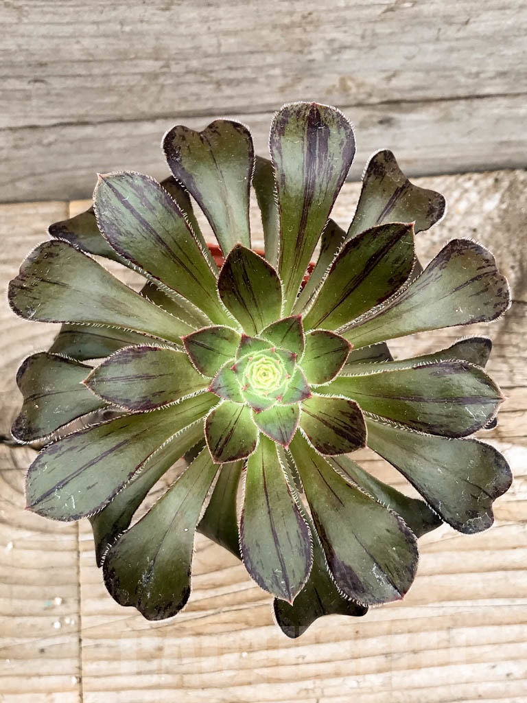 SHPR9443 Aeonium arboreum v rubrolineatum