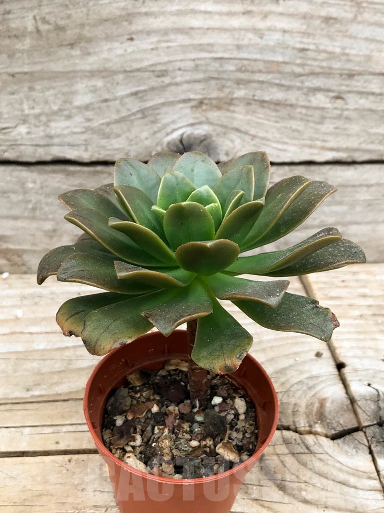 SHPR9444 Aeonium ‘Bronze medal’ hybrid - immagine 2