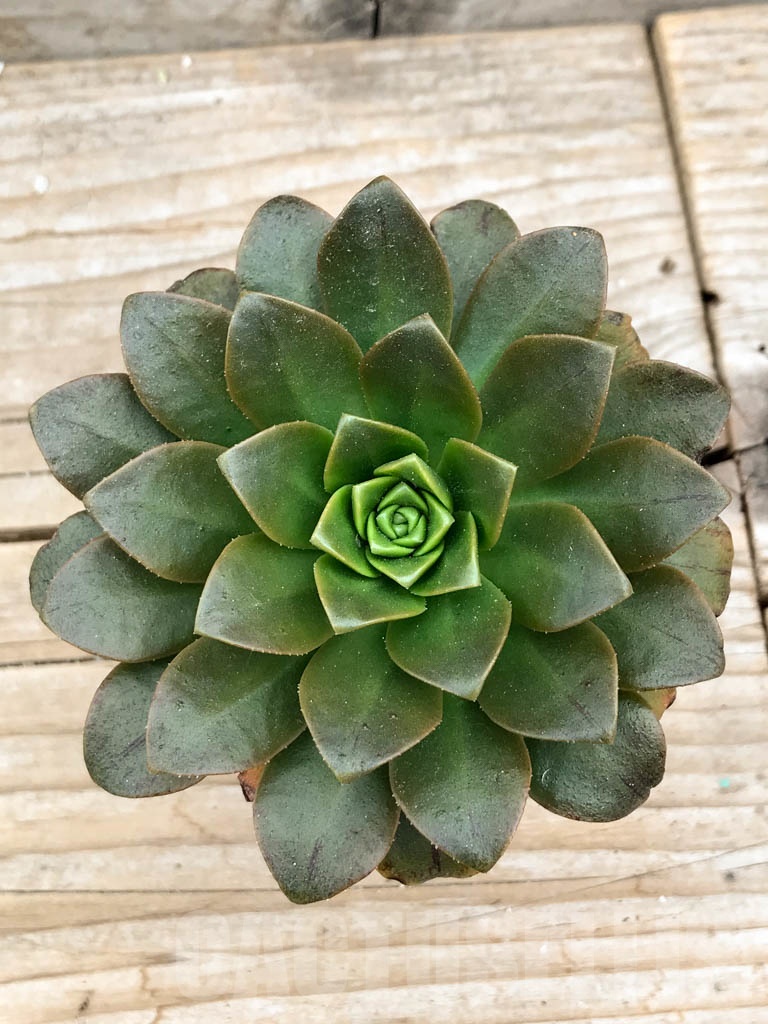SHPR9444 Aeonium ‘Bronze medal’ hybrid