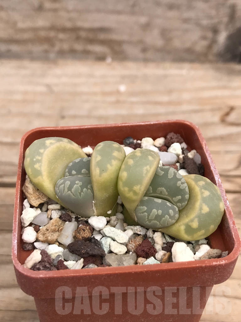SHPR9451 Lithops otzeniana, two heads – Image 2