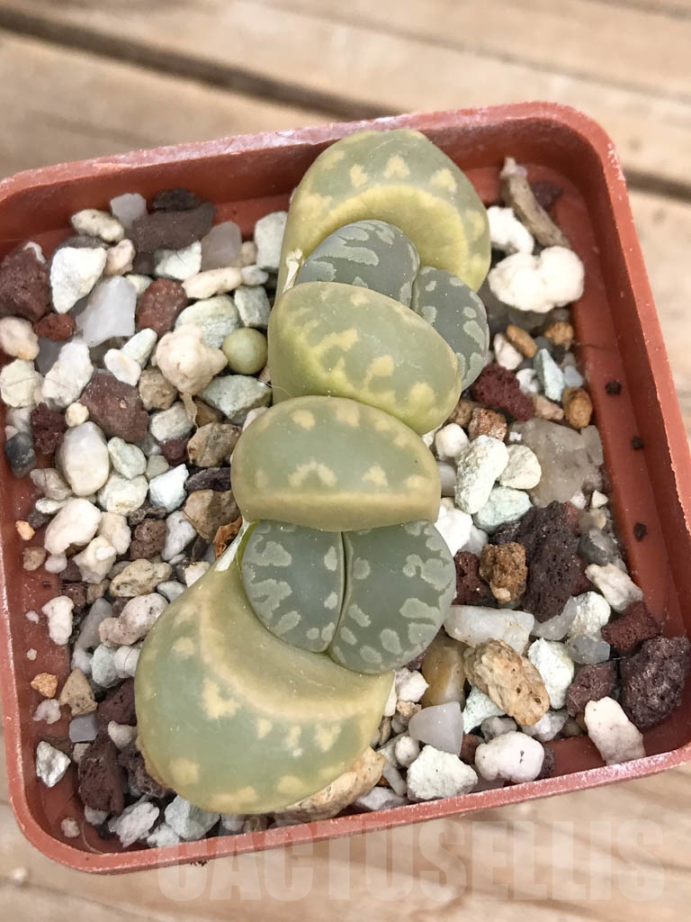 SHPR9451 Lithops otzeniana, two heads