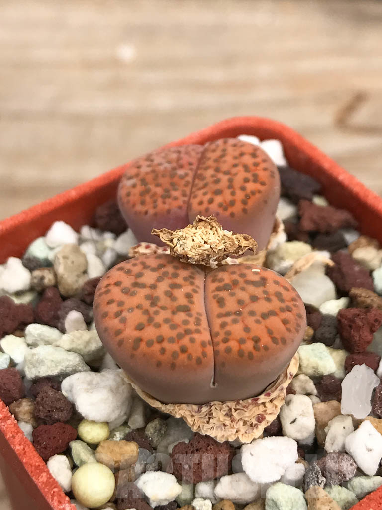 SHPR9452 Lithops fulviceps C 266, 65km North of Karasburg, Namibia, 2 heads
