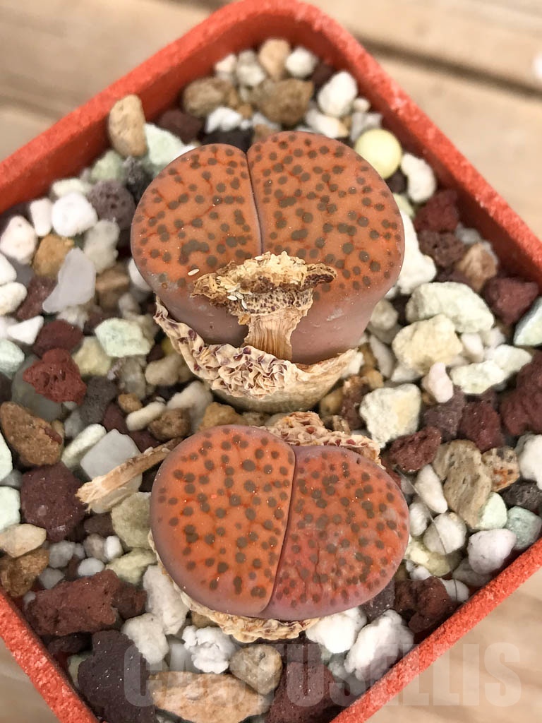 SHPR9452 Lithops fulviceps C 266, 65km North of Karasburg, Namibia, 2 heads - Image 3