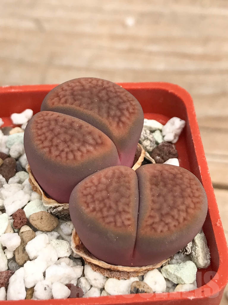 SHPR9455 Lithops hookeri v. subfenestrata C21, 15km South-South-West of Prieska, Cape Province, 2 heads - Image 2