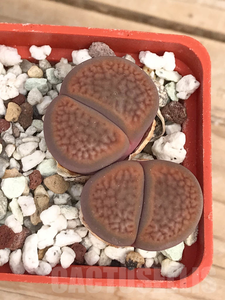SHPR9455 Lithops hookeri v. subfenestrata C21, 15km South-South-West of Prieska, Cape Province, 2 heads