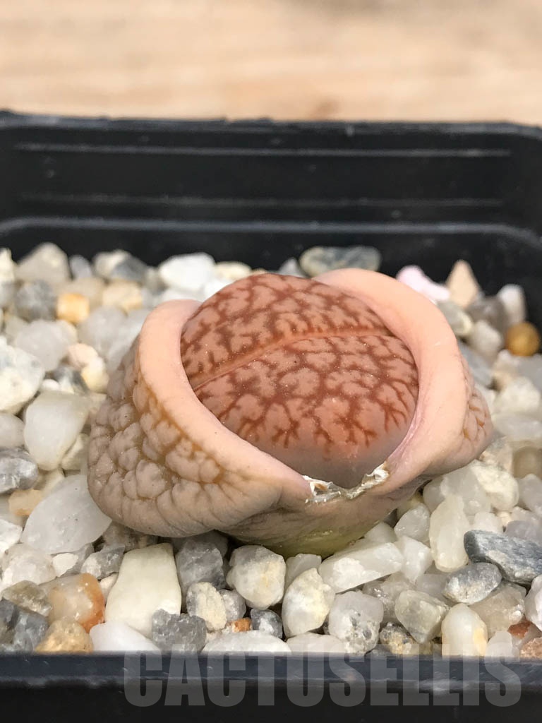 SHPR9460 Lithops pseudotruncatella ssp. dendritica C72, 65 km WSW of Rehoboth, Namibia - Image 2