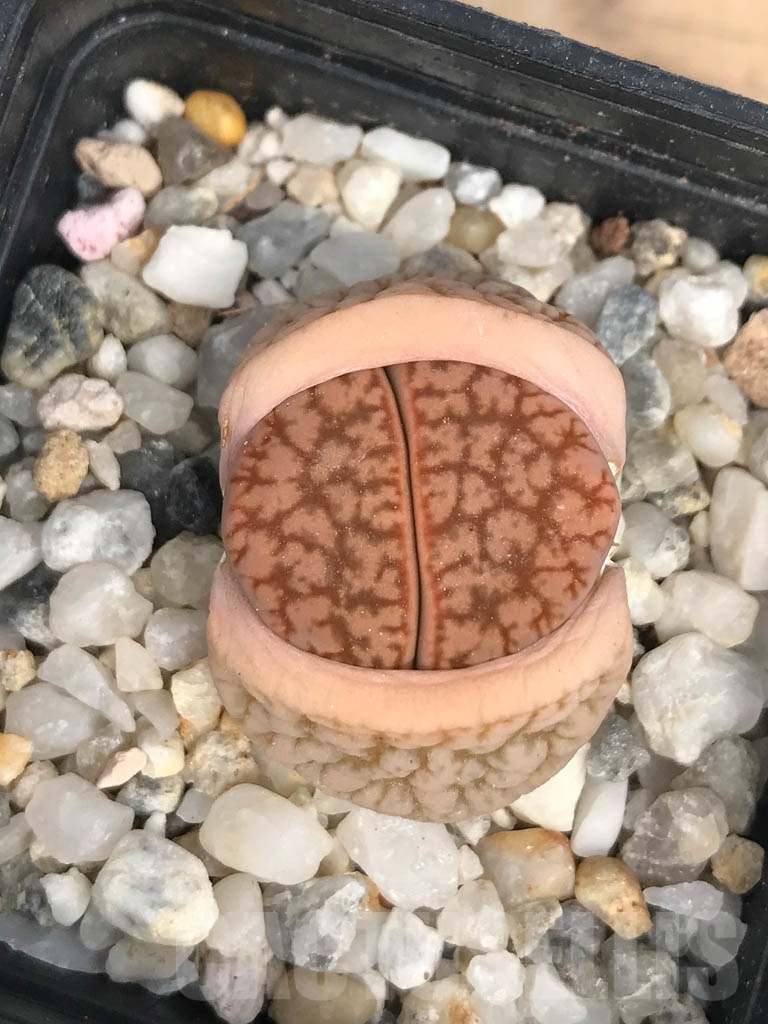 SHPR9460 Lithops pseudotruncatella ssp. dendritica C72, 65 km WSW of Rehoboth, Namibia