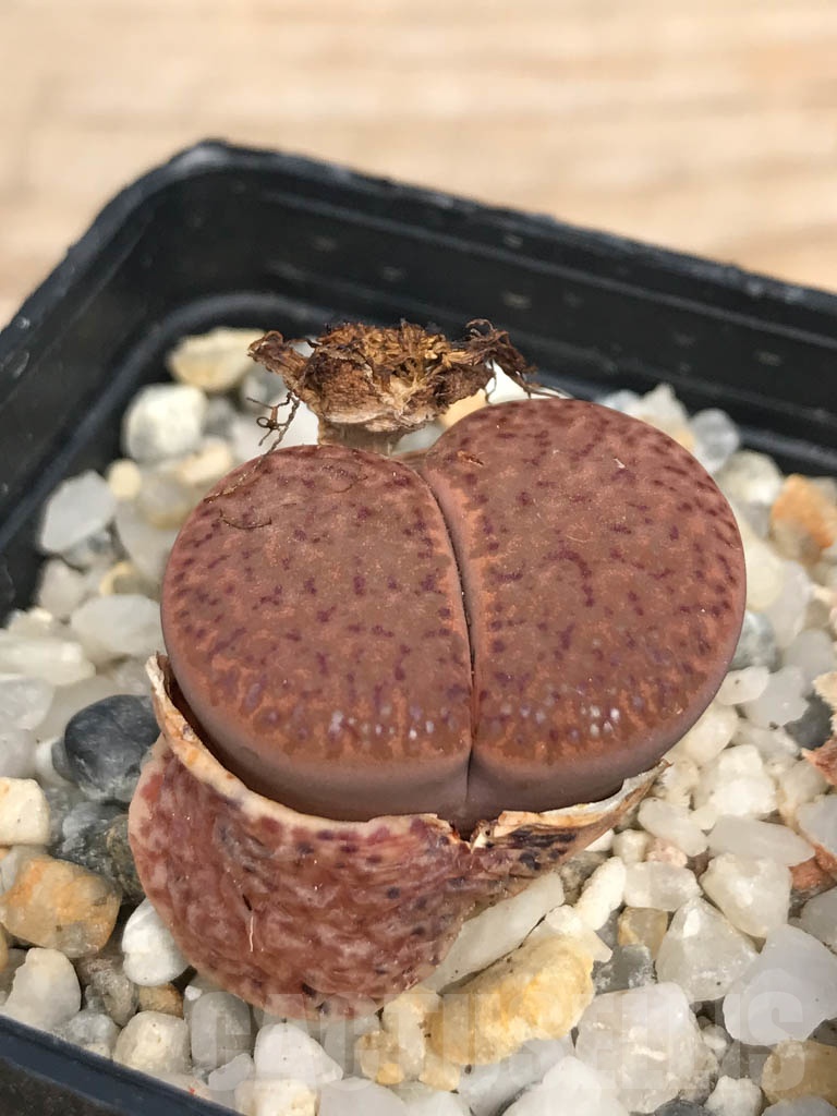 SHPR9462 Lithops bromfieldii v. glaudinae C393, 70 km NW of Griquatown, South Africa - Imagen 2