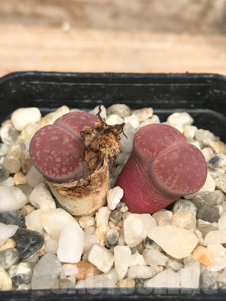 SHPR9463 Lithops aucampiae ssp. aucampiae v. aucampiae C046, 5 km NE of Griquatown, South Africa, 2 heads - Зображення 2