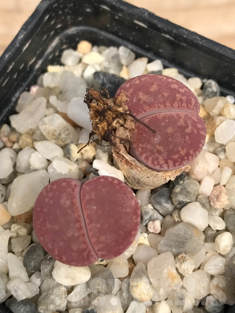 SHPR9463 Lithops aucampiae ssp. aucampiae v. aucampiae C046, 5 km NE of Griquatown, South Africa, 2 heads