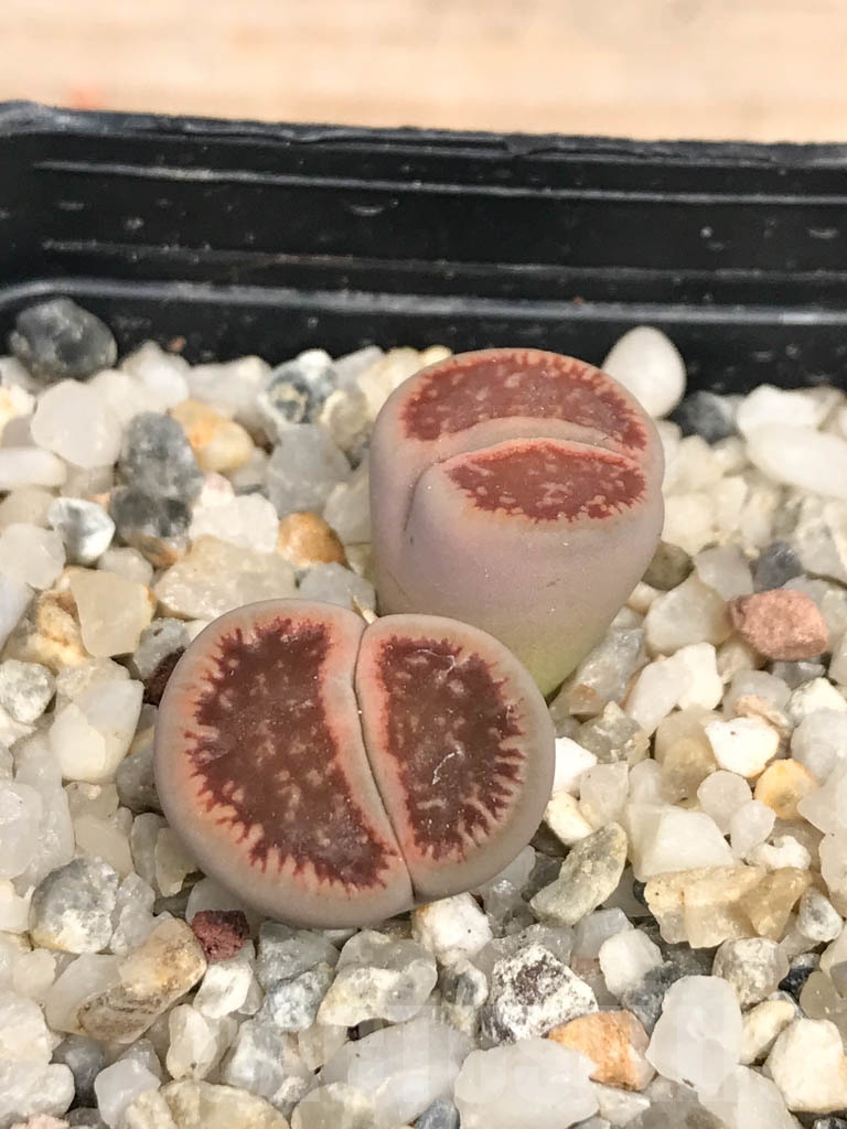 SHPR9464 Lithops aucampiae v. euniceae 2 heads - Зображення 2