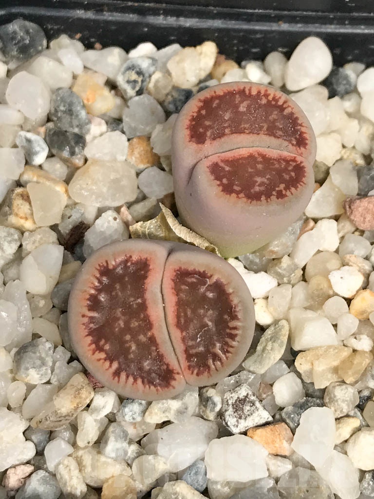 SHPR9464 Lithops aucampiae v. euniceae 2 heads