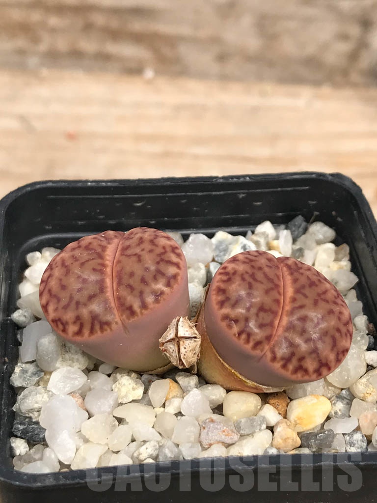 SHPR9465 Lithops bromfieldii F2 near Uab, 2 heads - Image 2