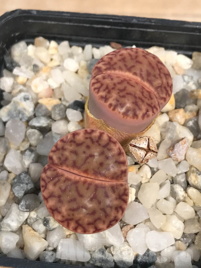 SHPR9465 Lithops bromfieldii F2 near Uab, 2 heads