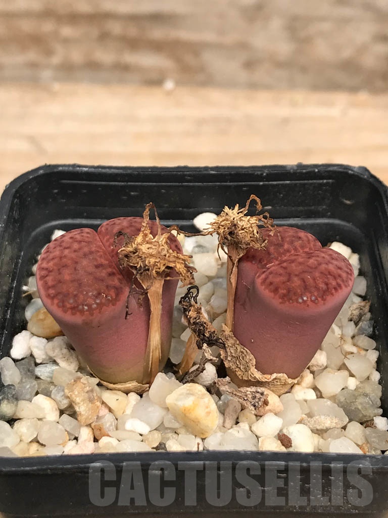 SHPR9466 Lithops bromfieldii F2 near Uab, 2 heads - 画像 (2)