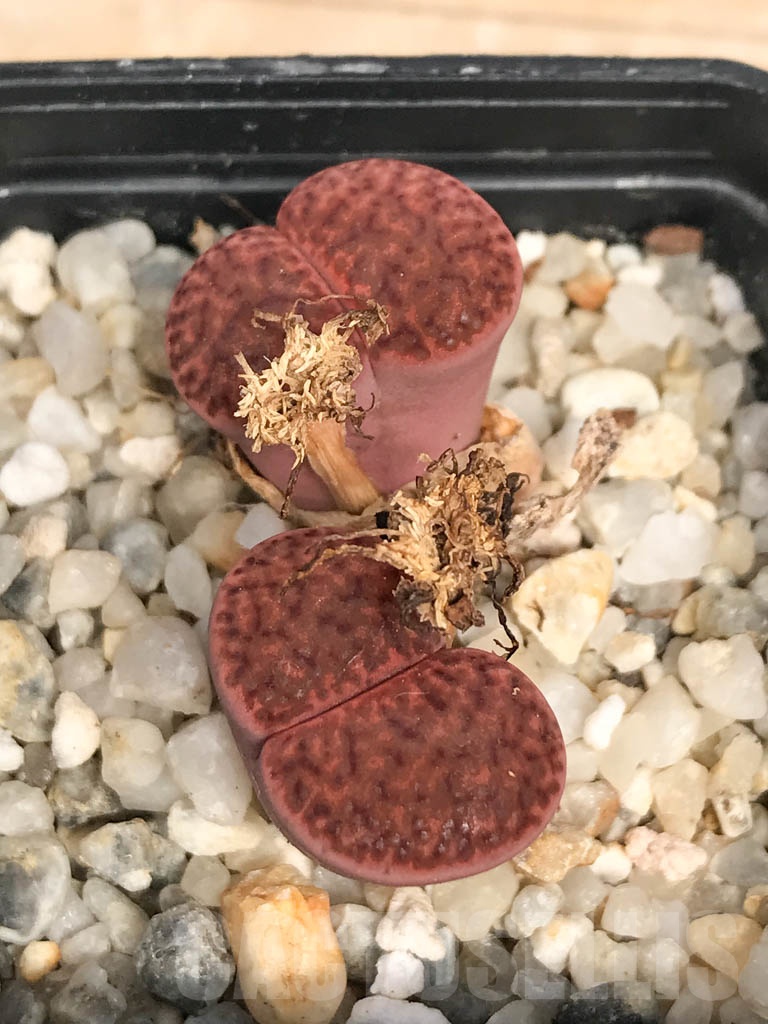 SHPR9466 Lithops bromfieldii F2 near Uab, 2 heads