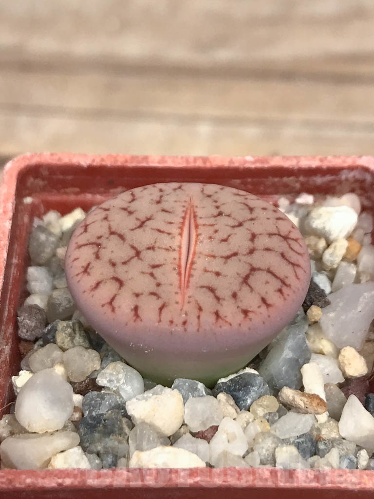 SHPR9468 Lithops pseudotruncatella v. elisabethiae - immagine 2