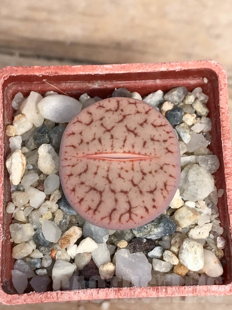 SHPR9468 Lithops pseudotruncatella v. elisabethiae