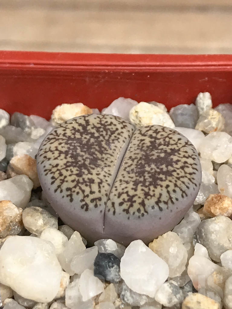 SHPR9473 Lithops lesliei var. venteri - immagine 2