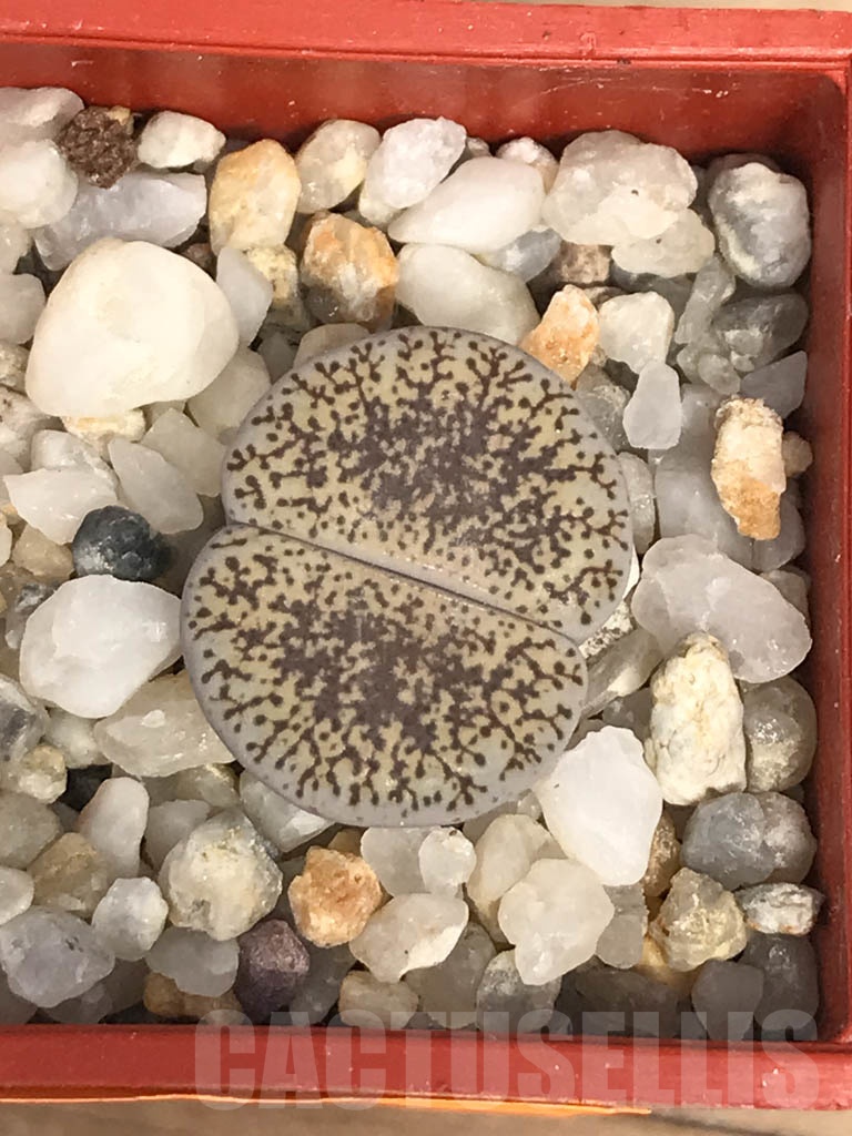 SHPR9473 Lithops lesliei var. venteri