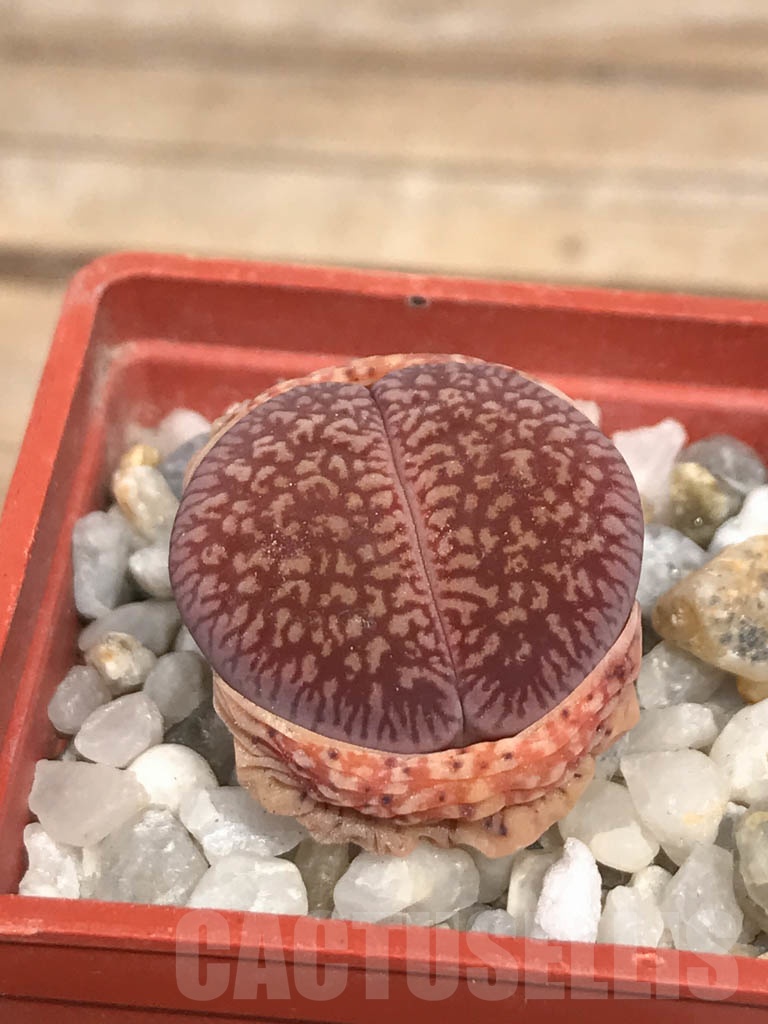 SHPR9475 Lithops aucampiae, 10 km North of Hopetown, South Africa - Image 2