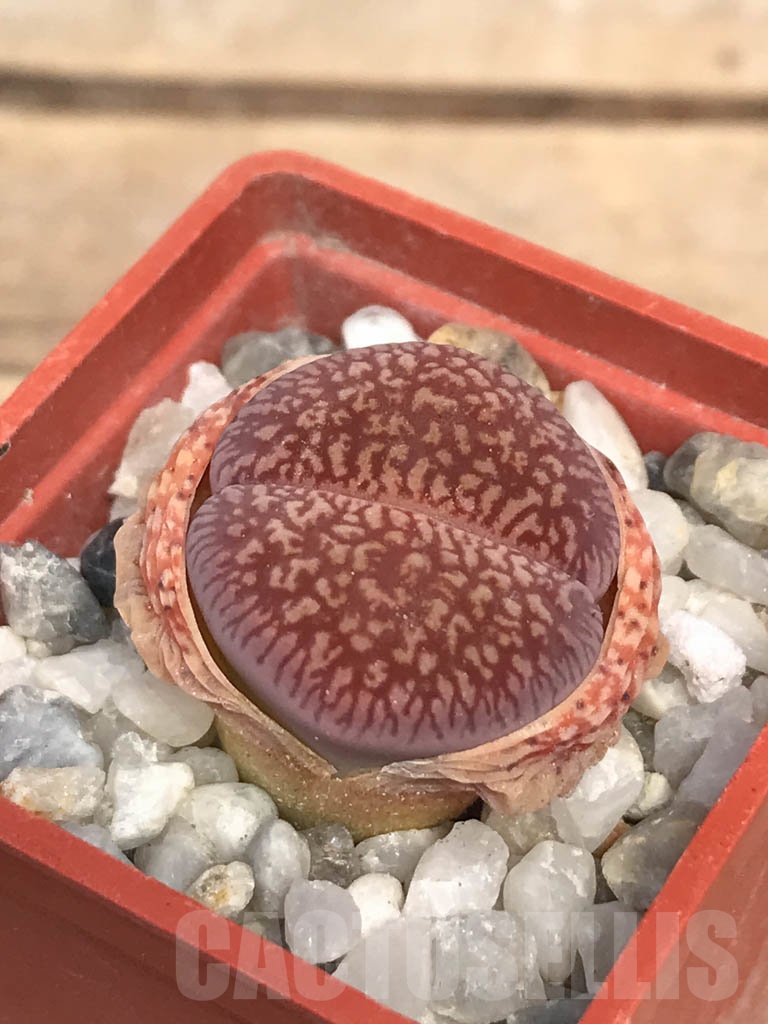 SHPR9475 Lithops aucampiae, 10 km North of Hopetown, South Africa