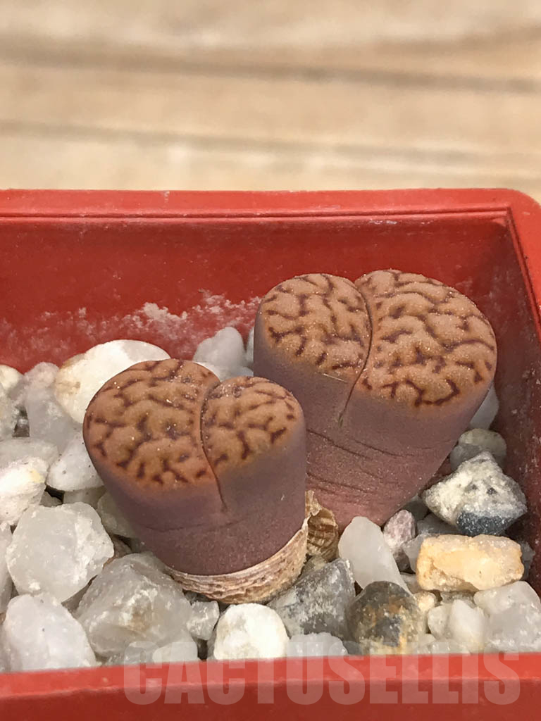 SHPR9482 Lithops bromfieldii var. insularis, 2 heads - Image 2
