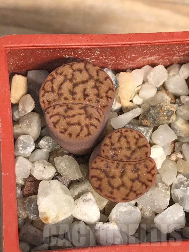 SHPR9482 Lithops bromfieldii var. insularis, 2 heads