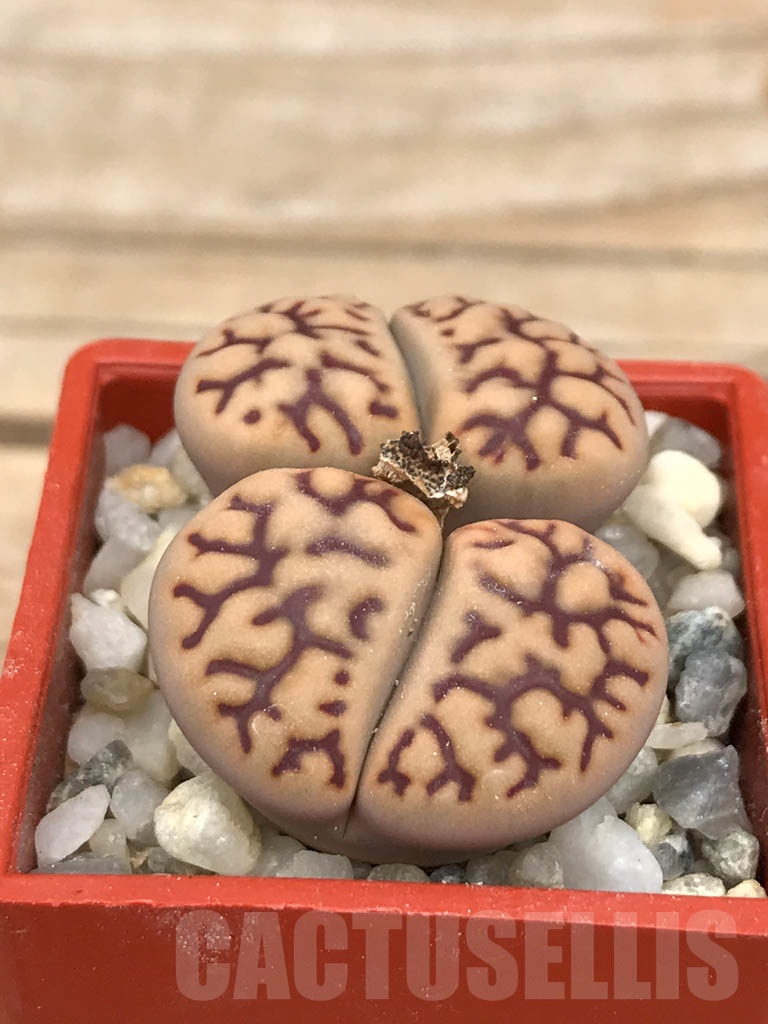 SHPR9485 Lithops bromfieldii v. mennellii C044, 2 heads - Image 2