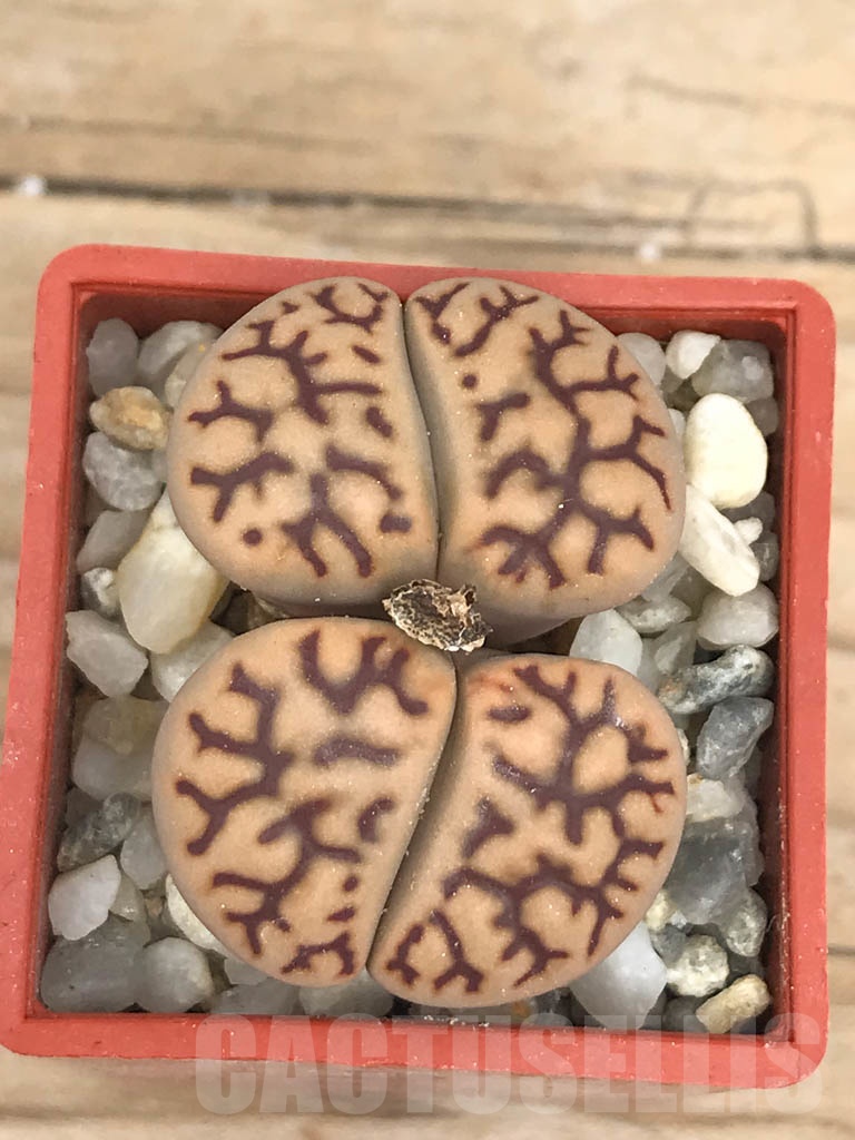 SHPR9485 Lithops bromfieldii v. mennellii C044, 2 heads