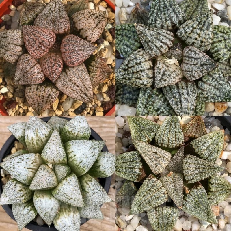 LOT559 10 SEEDS Haworthia picta mix 2024