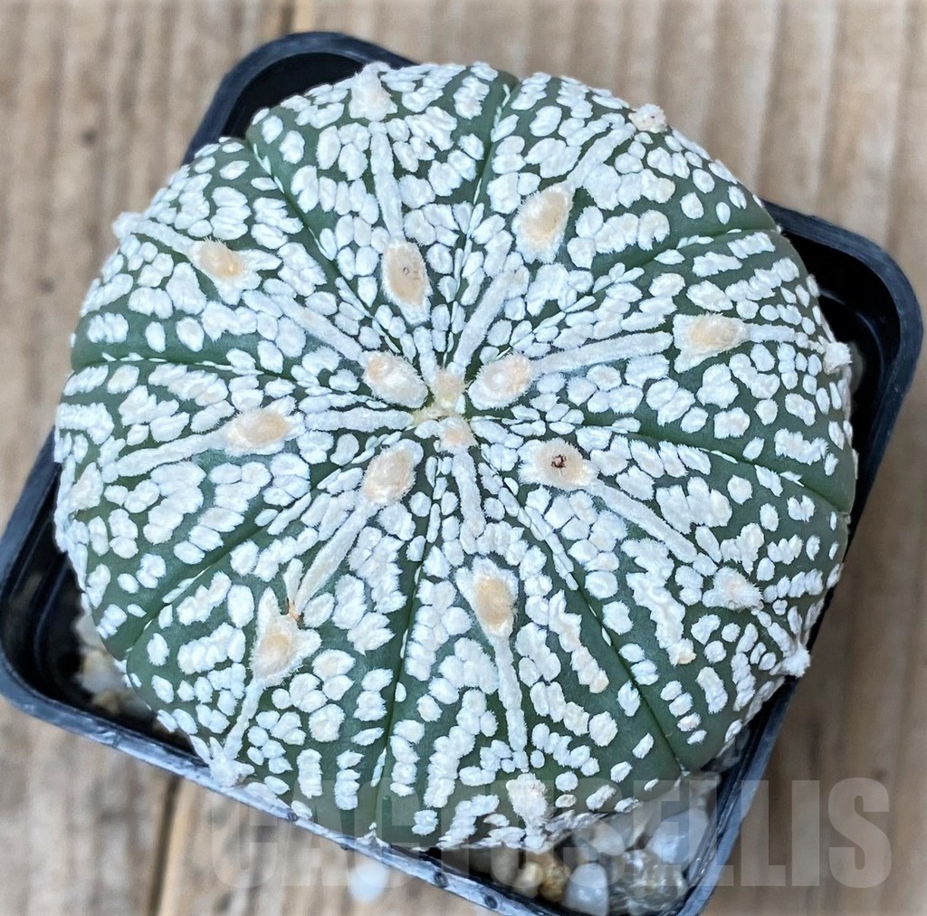 SHPR9997 Astrophytum asterias 'Super Kabuto'