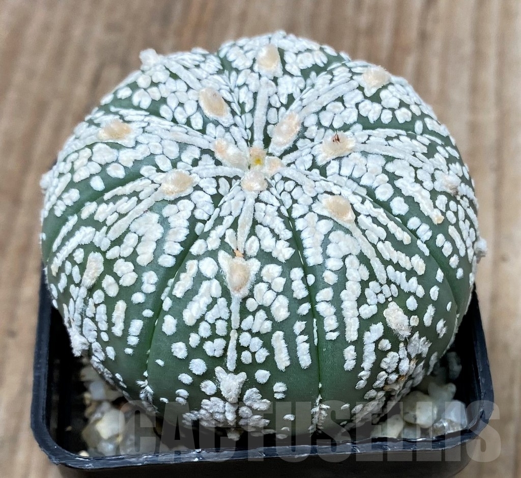 SHPR9997 Astrophytum asterias 'Super Kabuto' - Image 2