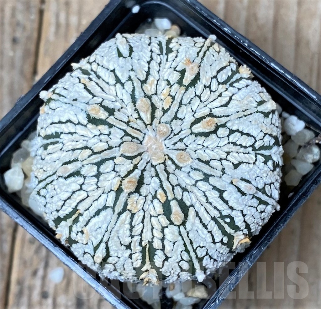 SHPR9999 Astrophytum asterias 'Super Kabuto'