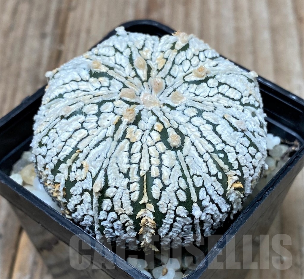 SHPR9999 Astrophytum asterias 'Super Kabuto' - Imagen 2