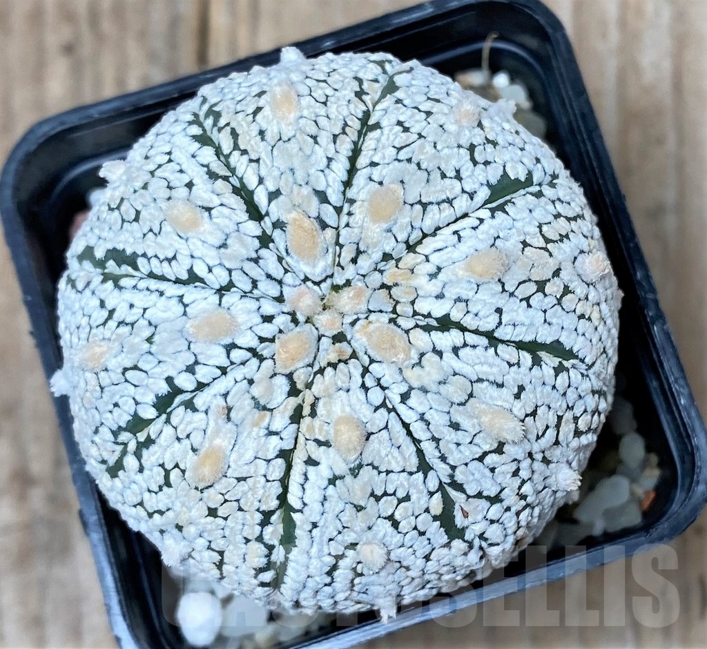 SHPR10000 Astrophytum asterias 'Super Kabuto'