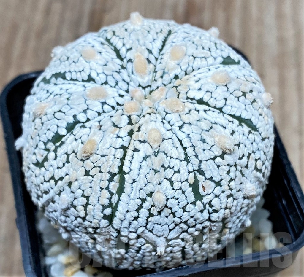 SHPR10000 Astrophytum asterias 'Super Kabuto' - Image 2