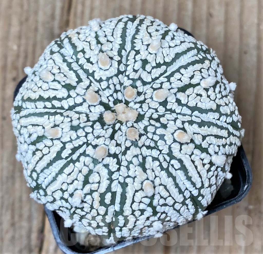 SHPR10004 Astrophytum asterias 'Super Kabuto'