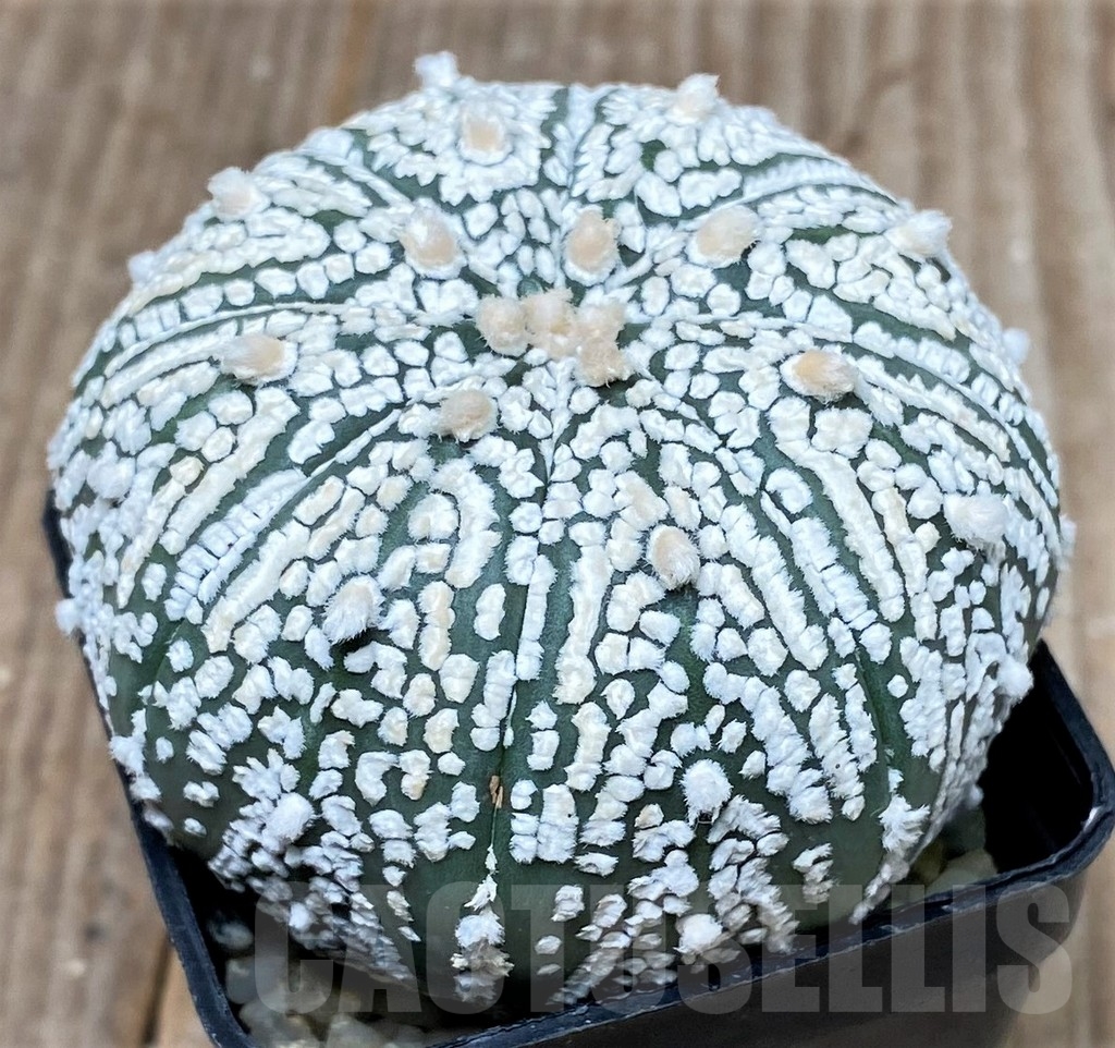 SHPR10004 Astrophytum asterias 'Super Kabuto' - Image 2