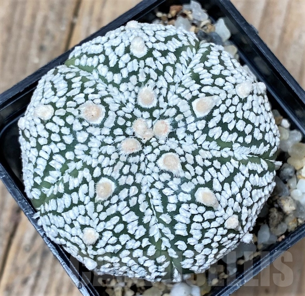 SHPR10133 Astrophytum asterias 'Super Kabuto'