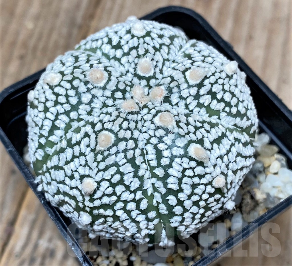 SHPR10133 Astrophytum asterias 'Super Kabuto' - Image 2