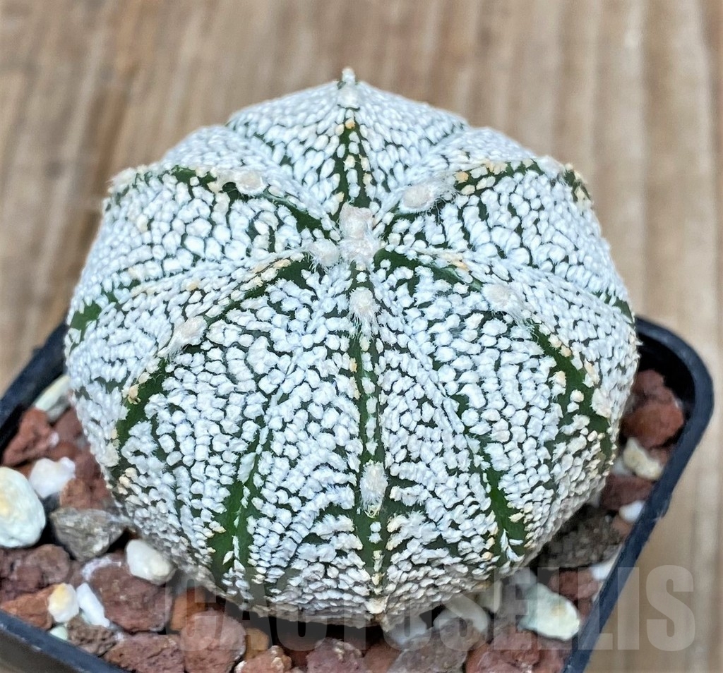 SHPR10137 Astrophytum asterias 'Super Kabuto' - Image 2