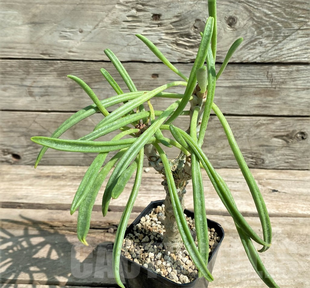 SHPR9810 Tylecodon paniculatus x wallichii natural hybrid - Image 2