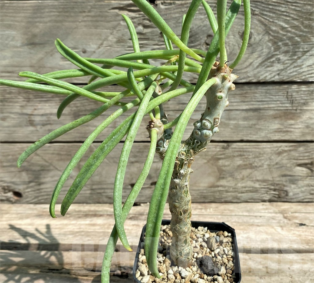SHPR9810 Tylecodon paniculatus x wallichii natural hybrid