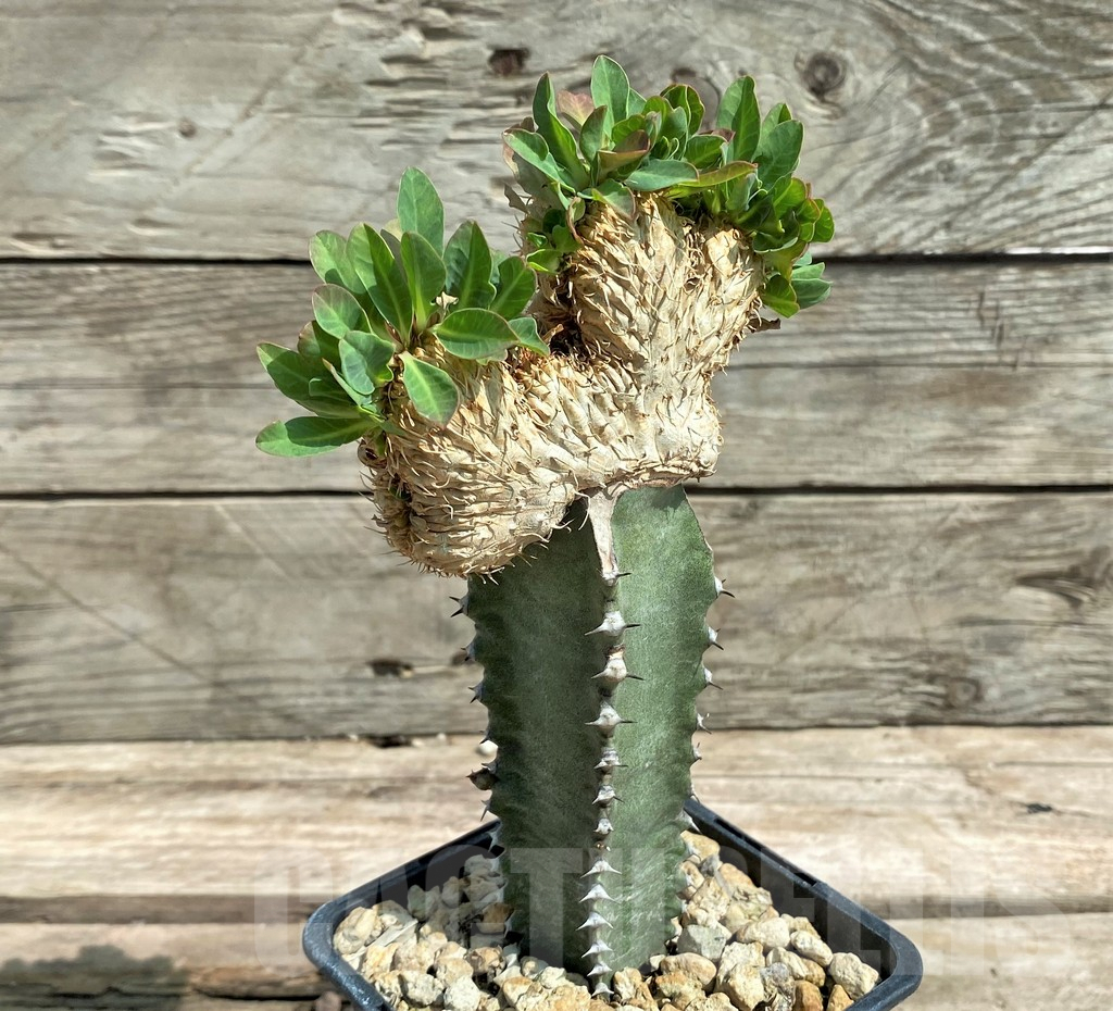 SHPR6857 Euphorbia guillauminiana f. cristata - Image 3