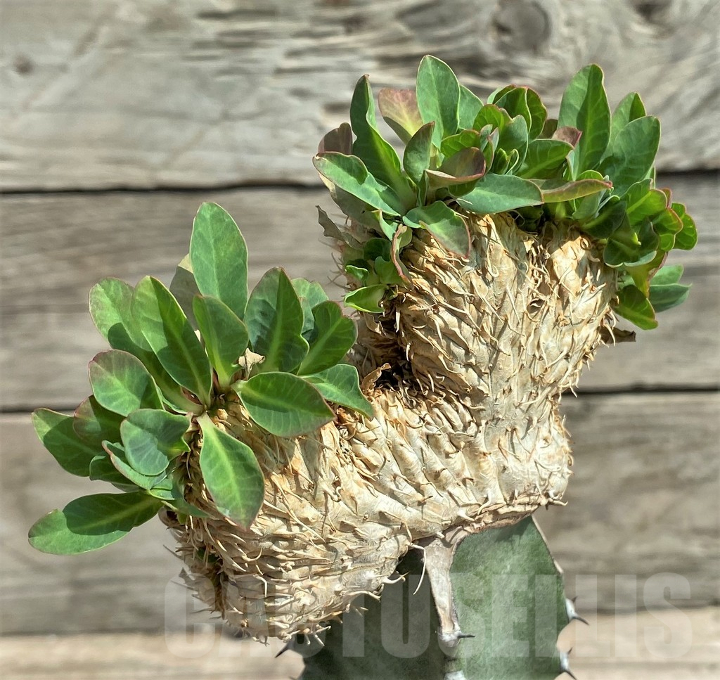 SHPR6857 Euphorbia guillauminiana f. cristata